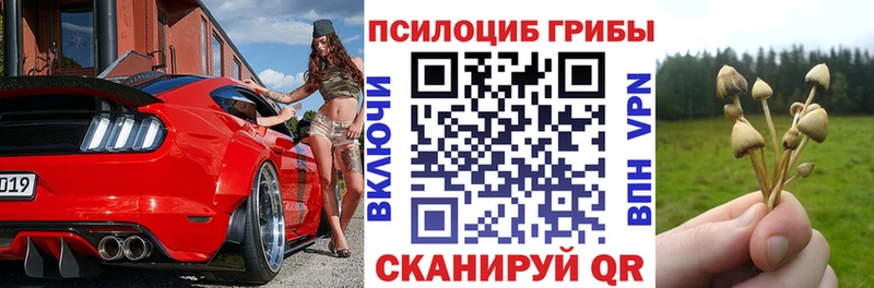 Галлюциногенные грибы Psilocybe  Карабулак 